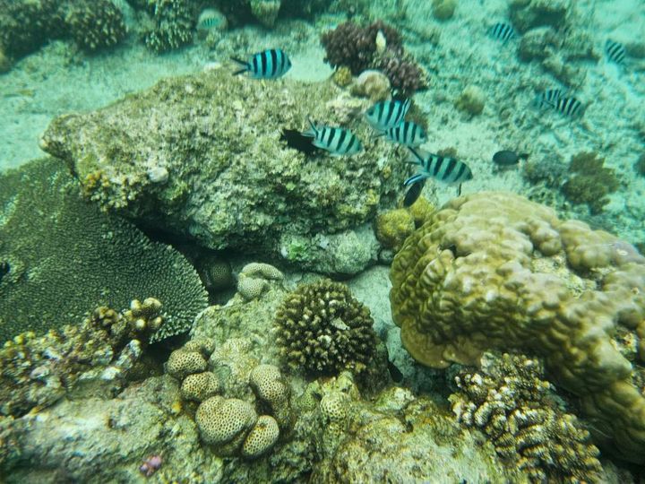 9: Schnorcheln mit Schildkröten