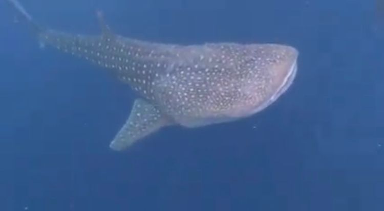 19: Schnorcheln mit Walhaien