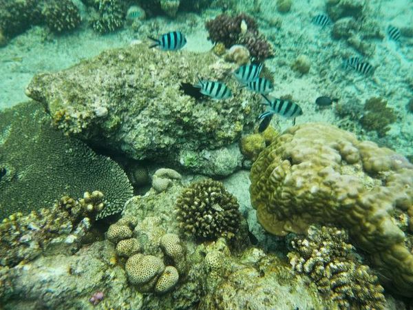 9: Schnorcheln mit Schildkröten