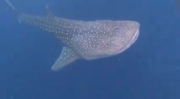 19: Schnorcheln mit Walhaien